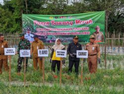 Pemkab Tabalong Panen Bawang Merah di Desa Sungai Anyar Banua Lawas