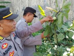 Polisi Musnahkan 19 Pohon Kecubung Liar yang Didapat di Wilayah Guntung Paikat