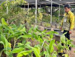 Balai Benih TPH Kalsel Mendukung Pengadaan Benih Sumber Produksi