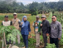 Tak Kenal Waktu Libur, Kabadan PPSDMP Temukan Solusi Perluasan Areal Tanam di Barito Kuala