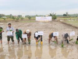 Kementan Melalui Pusluhtan dan SMKPP, Pacu Indeks Pertanaman di Kabupaten Tapin