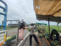 Mulai Panen, Semangka Muning HSS Melimpah Tahun Ini