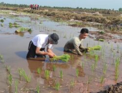 Kementan Optimis Food Estate Kapuas Kalteng Mampu Wujudkan Swasembada Pangan