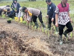 Dukung Ketahanan Pangan, Kapolsek Kalumpang HSS Pelopori Tanam Padi Unggul Inpari 32
