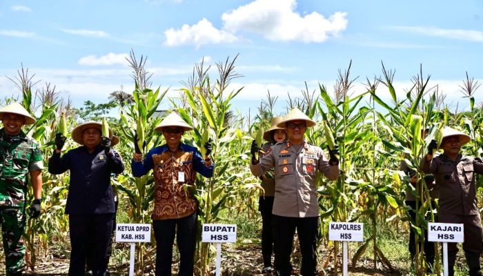 Polres HSS Panen 1,5 Hektare Jagung di Amawang Kiri