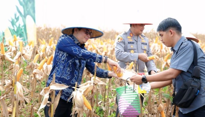 Bupati Andi Rudi Latif Panen Raya Jagung Serentak Nasional: Dukung Swasembada Pangan