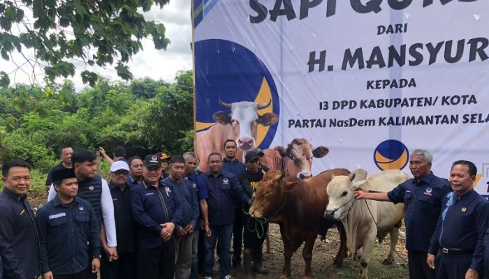 NasDem Kalsel Distribusikan 601 Sapi Kurban