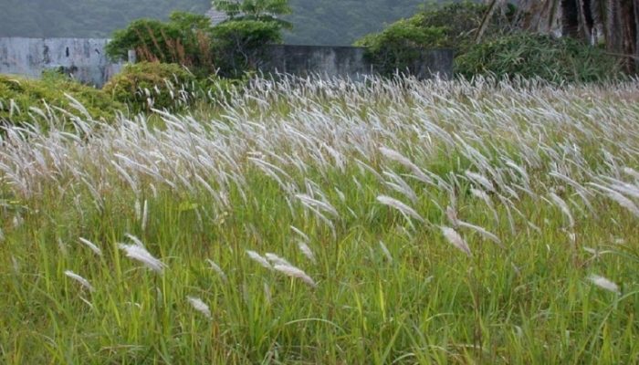 Alang-alang: Sang Rumput Liar yang Penuh Manfaat Kesehatan