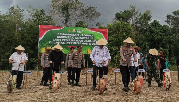 Dukung Ketahanan Pangan, Wabup Bersama Kapolres HSS Tanam Jagung Kuartal Tiga